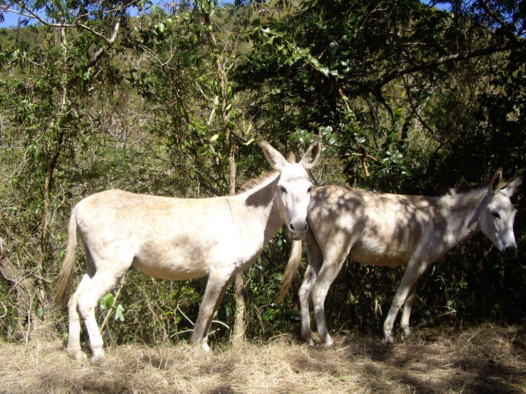 Donkeys along the Trail  -credit Google Earth