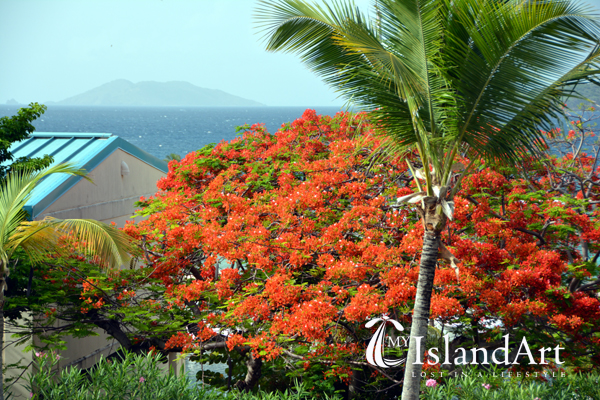 Magnificant Flamboyants Decorate the Island